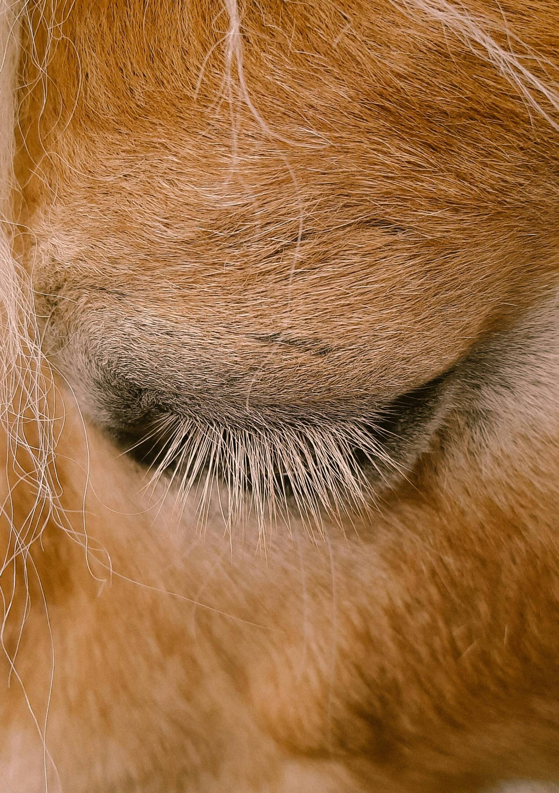 oeil d'un cheval